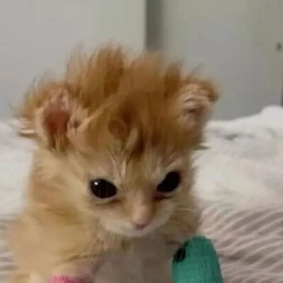 我是不会放弃收集这种图片的