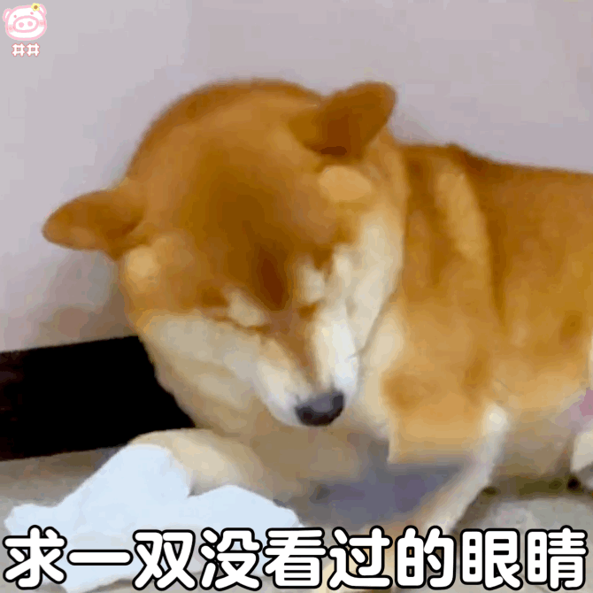 狗狗表情包
可爱的表情包