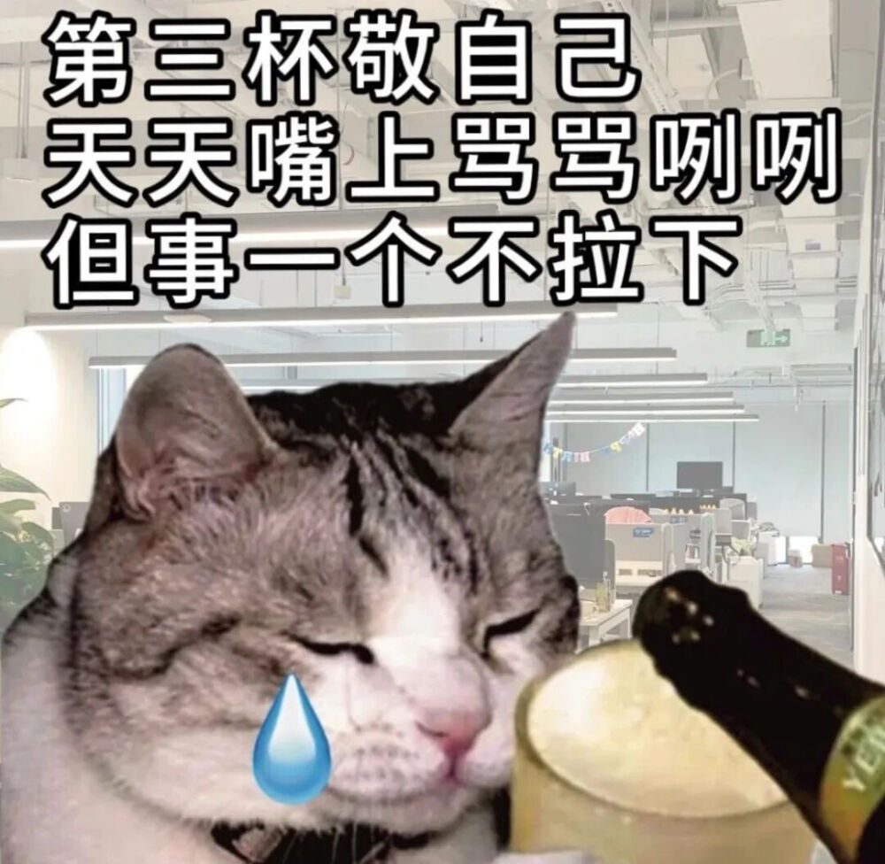 猫猫表情包