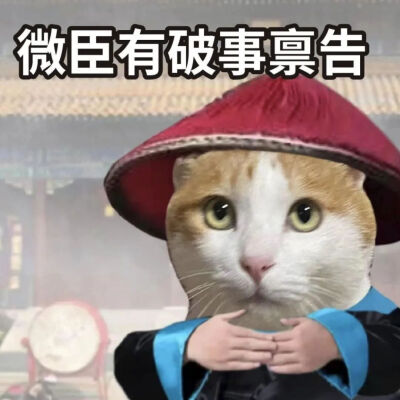 猫猫表情包