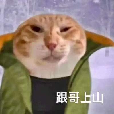猫猫表情包