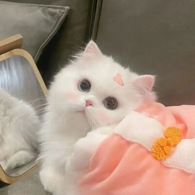 我是不会放弃收集这种图片的