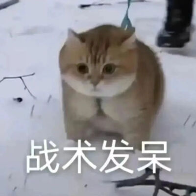 猫猫表情包