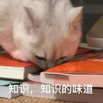 猫猫表情包