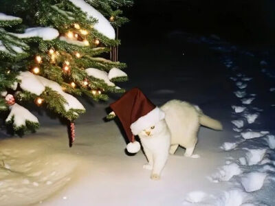 我是不会放弃收集这种图片的