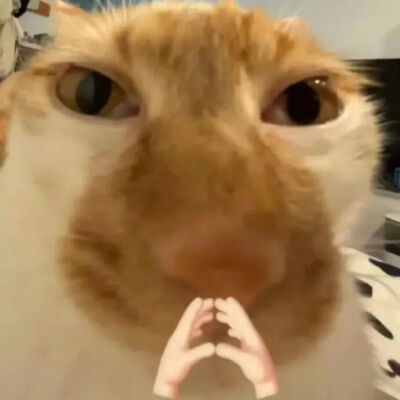 猫猫表情包