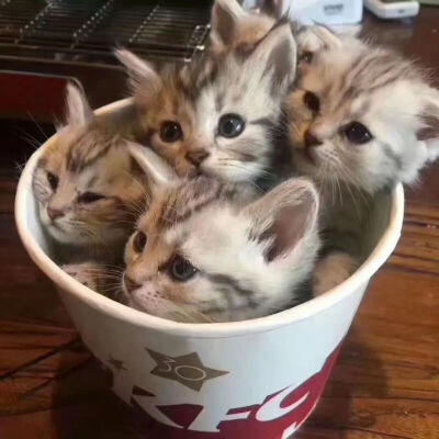 我是不会放弃收集这种图片的