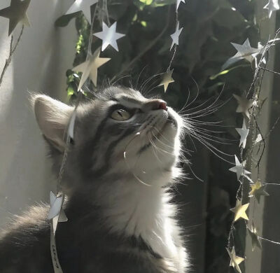 我是不会放弃收集这种图片的