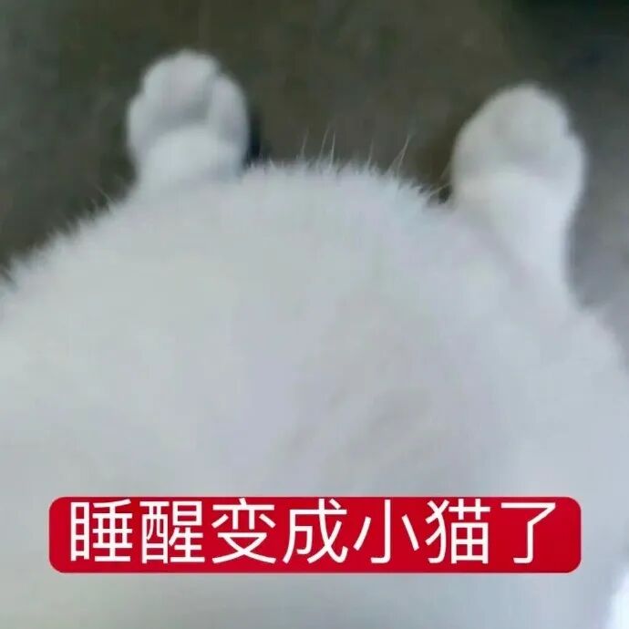 猫猫表情包