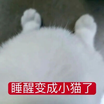 猫猫表情包