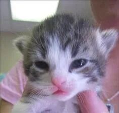 我是不会放弃收集这种图片的