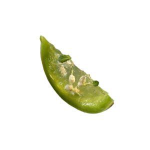 茉莉花系列白底头像