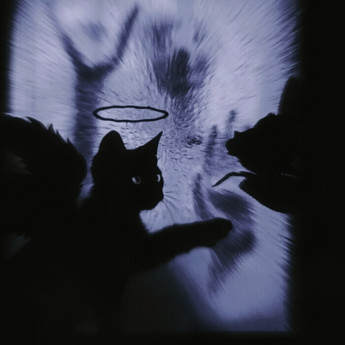 叶舒华｜꼬리 (고양이)...PURPLE夜^G