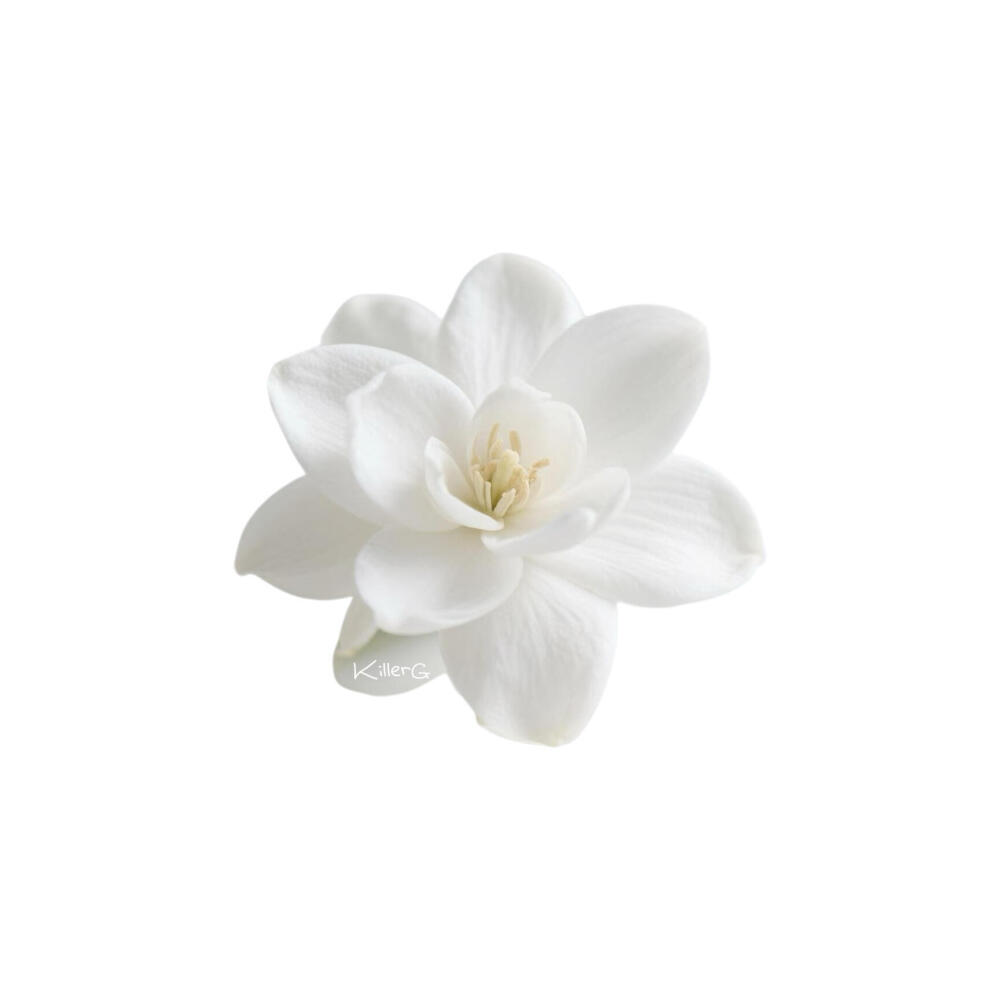 茉莉花系列白底头像