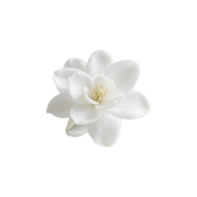 茉莉花系列白底头像