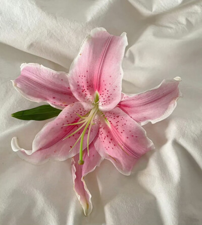 朋友圈背景圖
复合、感情、人际
对方向你低头