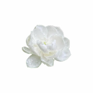 茉莉花系列白底头像
