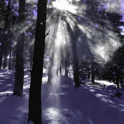 叶舒华｜꼬리 (고양이)...PURPLE夜^G