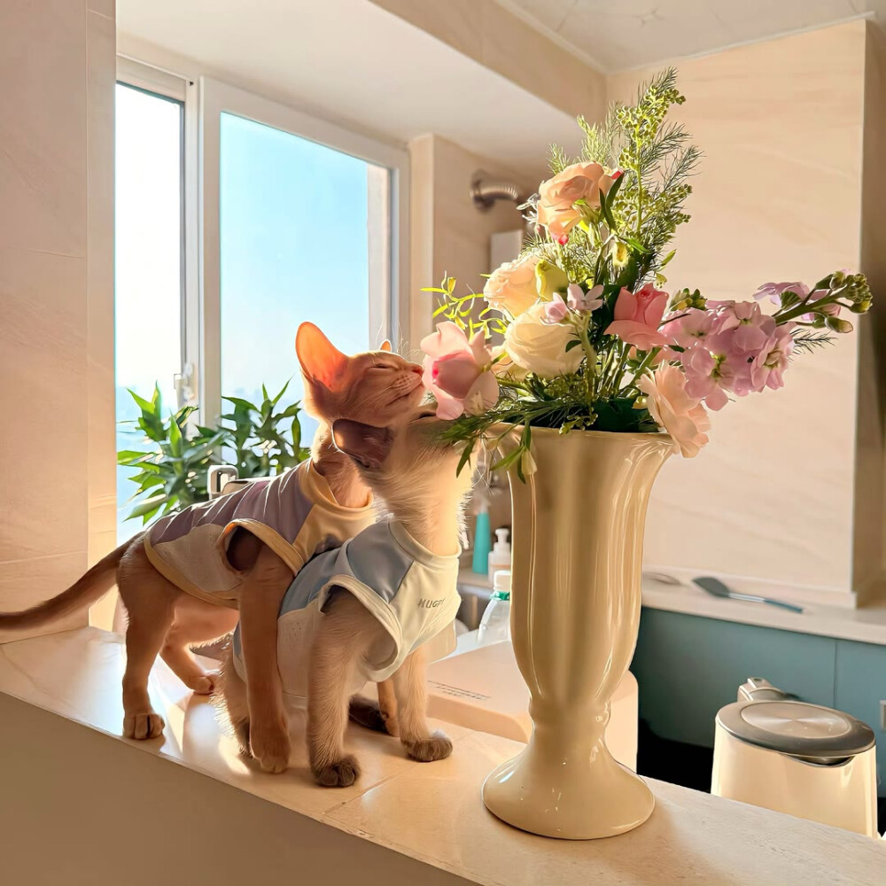 图源ks：偷喝汽水