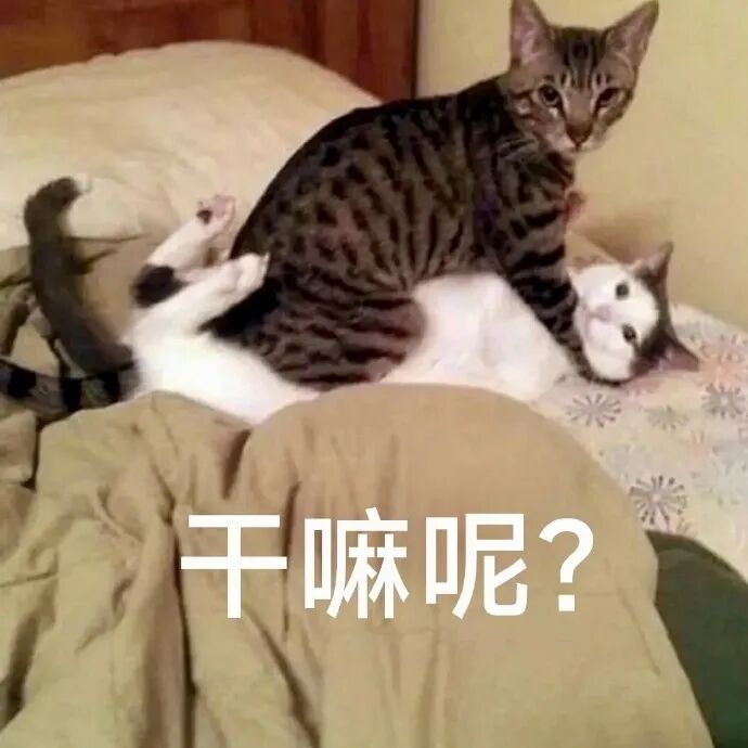 猫猫表情包