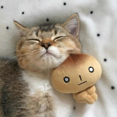 我是不会放弃收集这种图片的