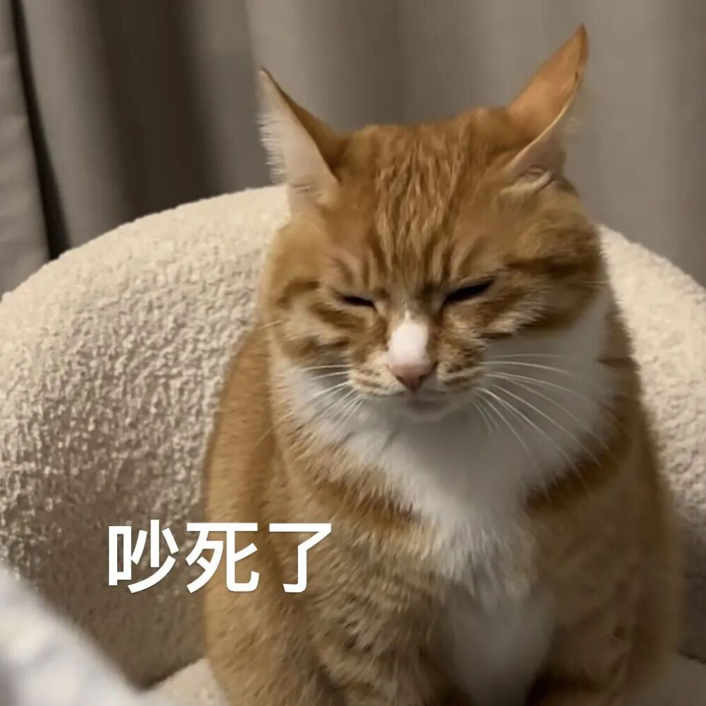 猫猫表情包