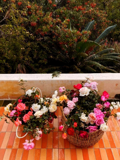 日常
半天朱霞，粲然如焚，
映着草地也有三分红意了。