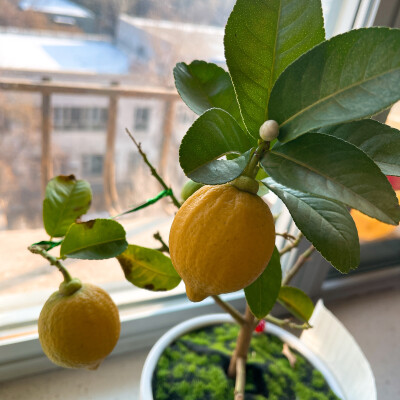家养小柠檬