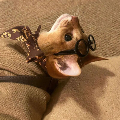 我是不会放弃收集这种图片的