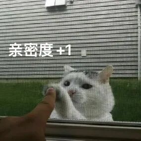 猫猫表情包