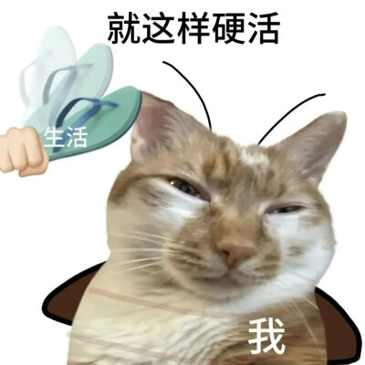 猫猫表情包
