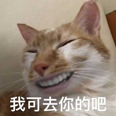 猫猫表情包