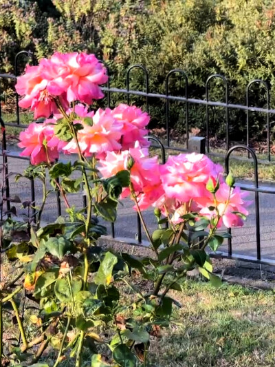 日常
半天朱霞，粲然如焚，
映着草地也有三分红意了。