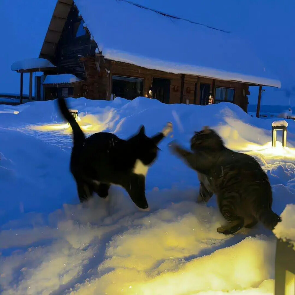 我是不会放弃收集这种图片的