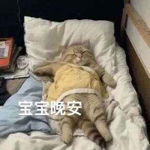 猫猫表情包