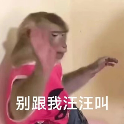 沙雕动物表情包