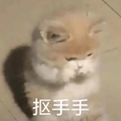 猫猫表情包