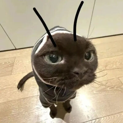 猫猫表情包