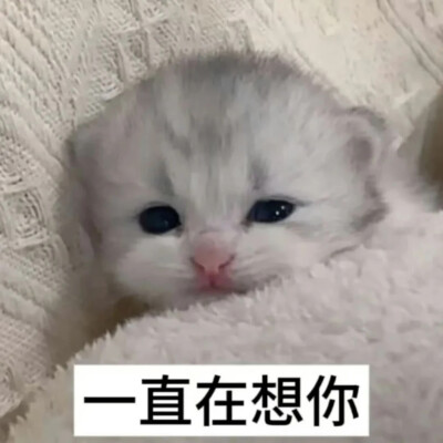 猫猫表情包
