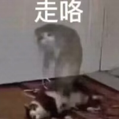 沙雕动物表情包