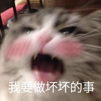 沙雕动物表情包