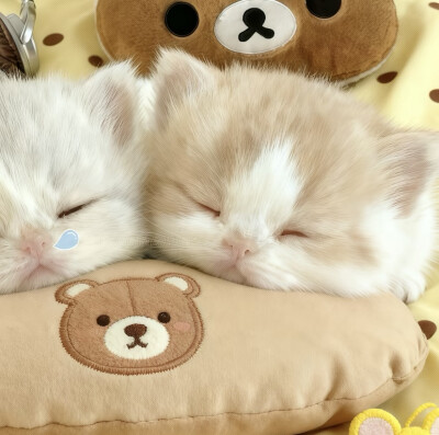 ₍˄·͈༝·͈˄*₎◞ ̑̑