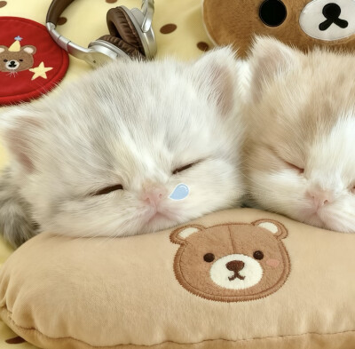 ₍˄·͈༝·͈˄*₎◞ ̑̑