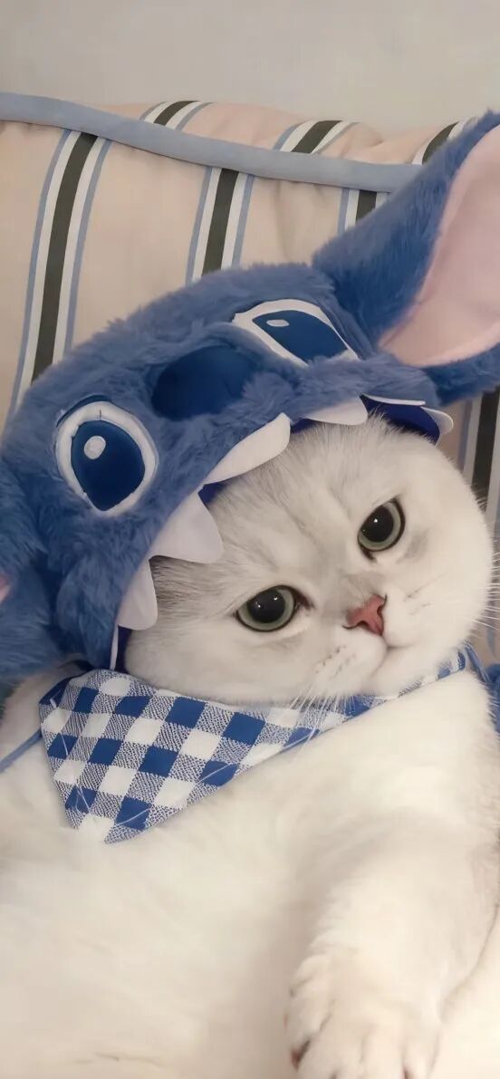 我是不会放弃收集这种图片的