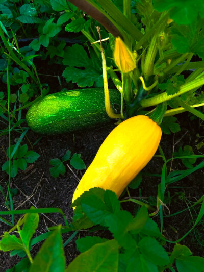 日常
我的精神滋养剂