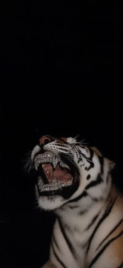 漂亮动物。老虎。豹子。