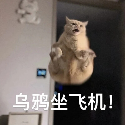 猫猫表情包