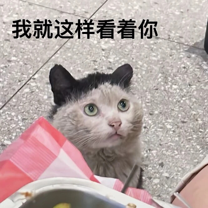 猫猫表情包