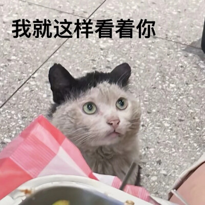 猫猫表情包