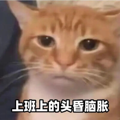 猫猫表情包